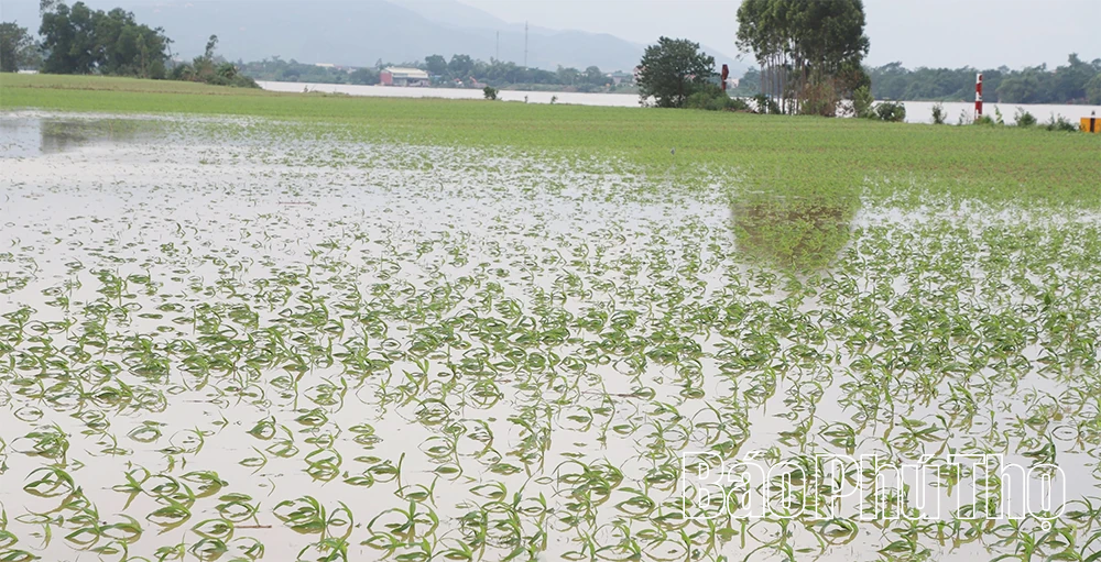 Nước sông Lô lên cao, nhiều tài sản của người dân và doanh nghiệp ngập sâu