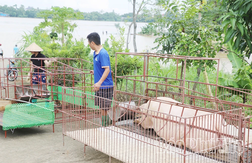 Nước sông Lô lên cao, nhiều tài sản của người dân và doanh nghiệp ngập sâu