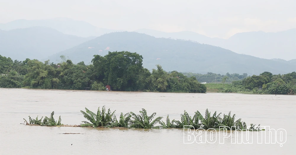 Nước sông Lô lên cao, nhiều tài sản của người dân và doanh nghiệp ngập sâu