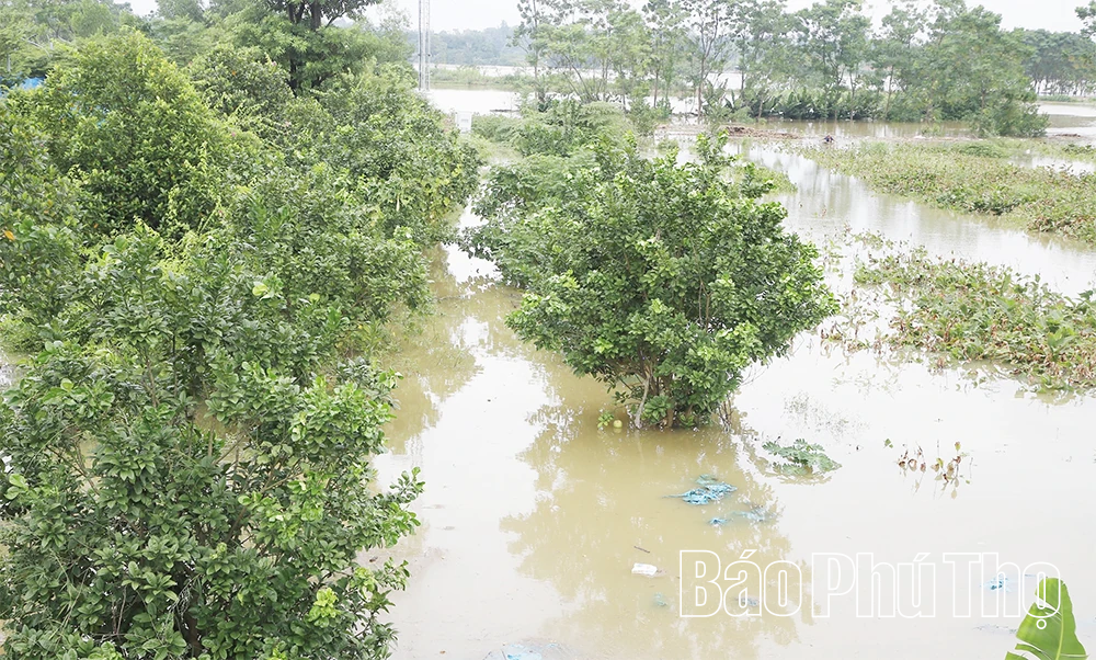 Nước sông Lô lên cao, nhiều tài sản của người dân và doanh nghiệp ngập sâu