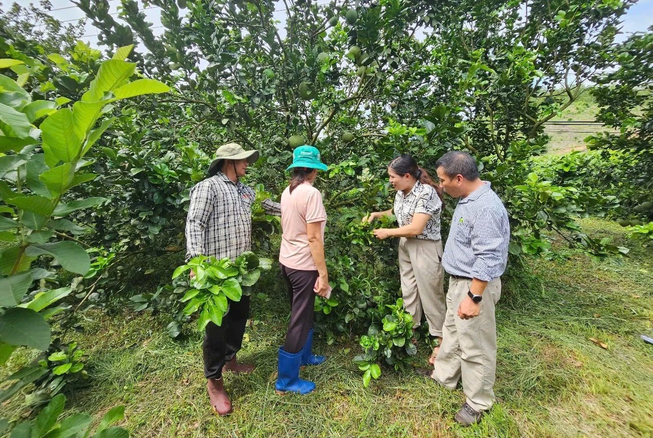 Những vườn bưởi sung sức nhờ áp dụng IPHM