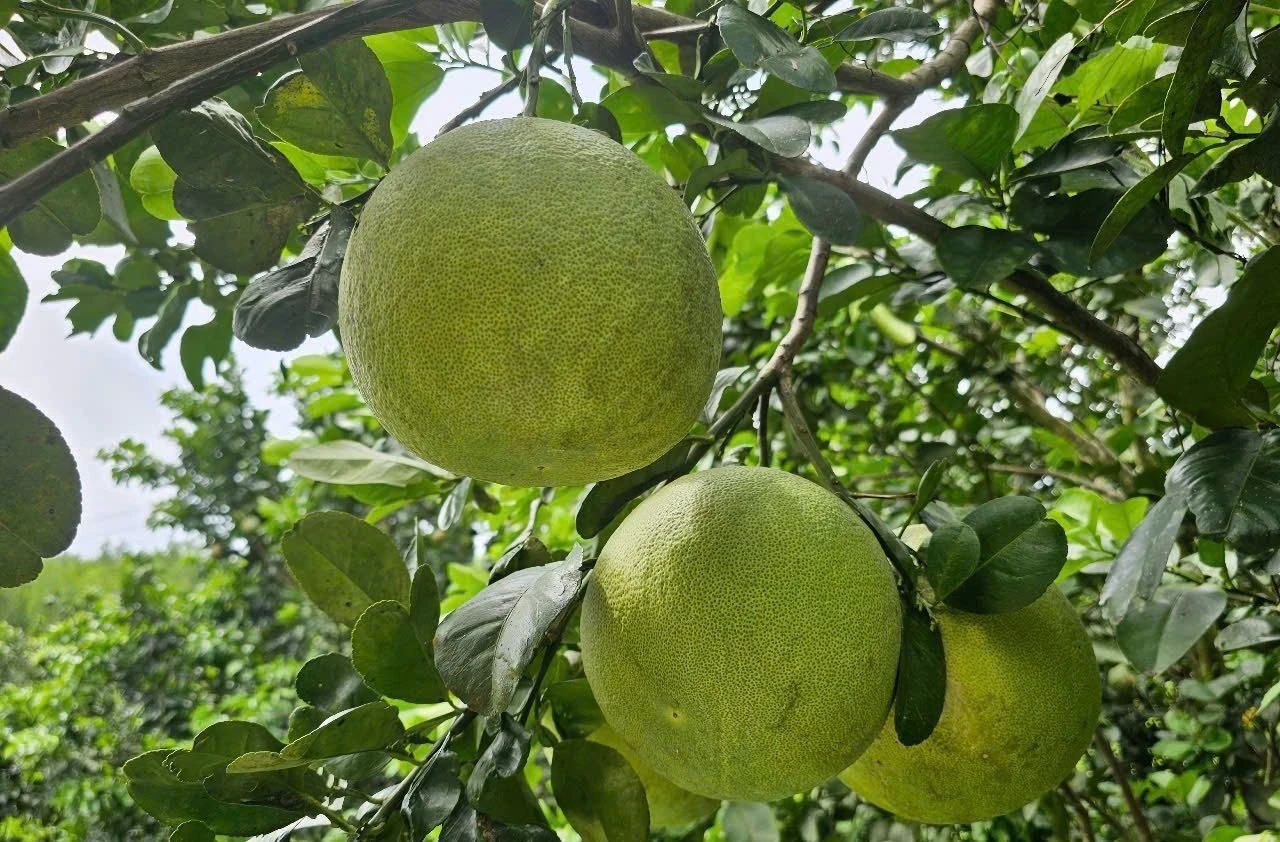 Những vườn bưởi sung sức nhờ áp dụng IPHM