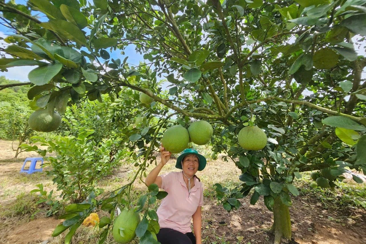 Những vườn bưởi sung sức nhờ áp dụng IPHM