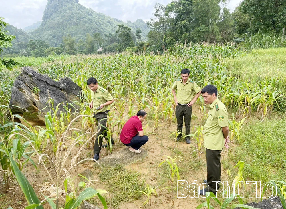 Tin đồn hổ xuất hiện ở Ngọc Sơn: Cơ quan chức năng, chính quyền khẳng định không có cơ sở