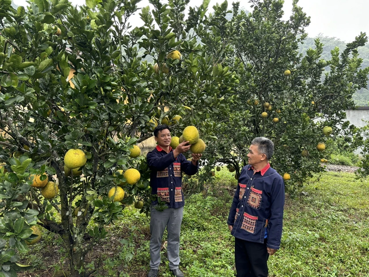 Hiệu quả chương trình hỗ trợ phát triển sản xuất vùng khó khăn