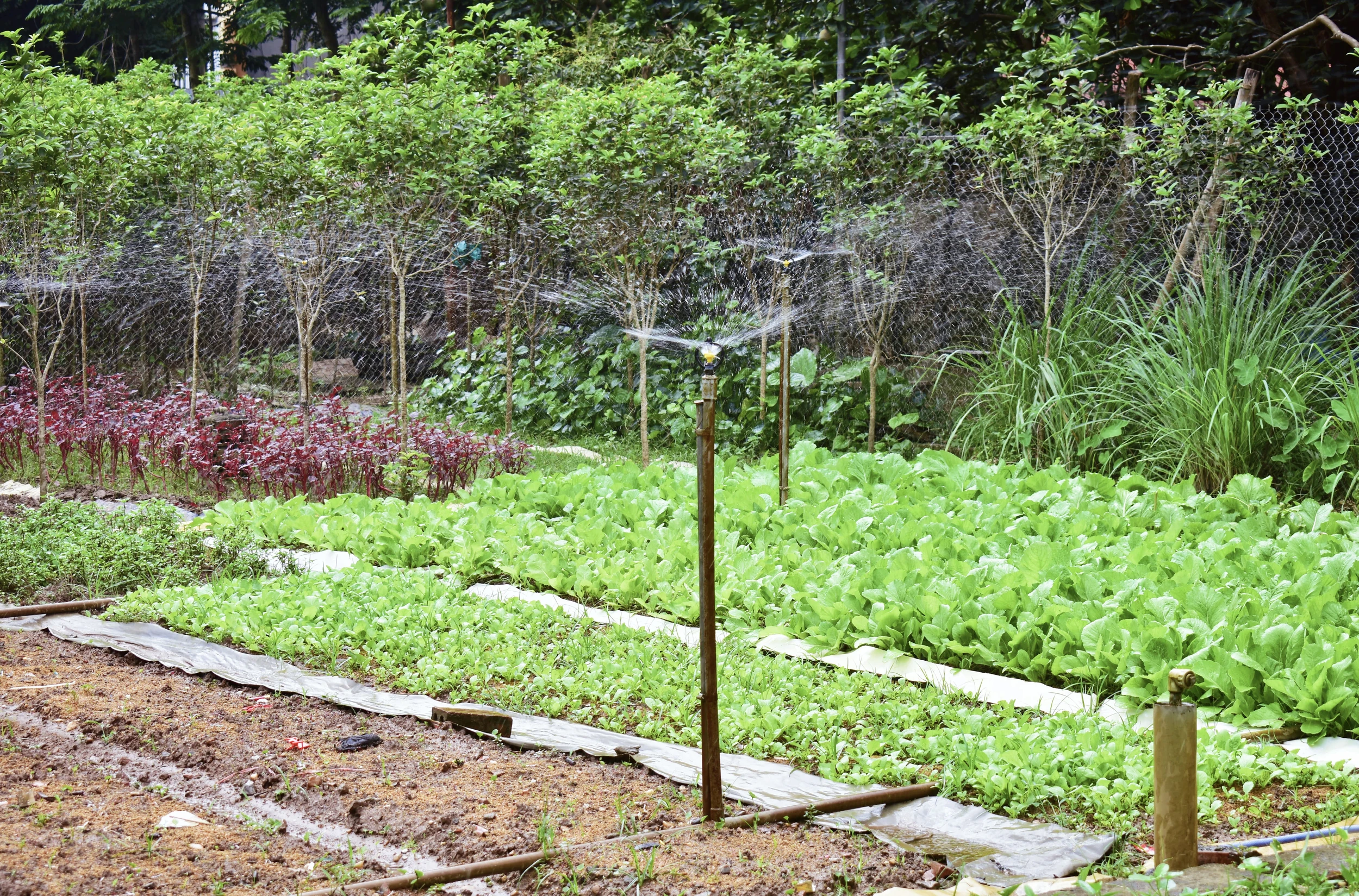 Sống xanh trong phố