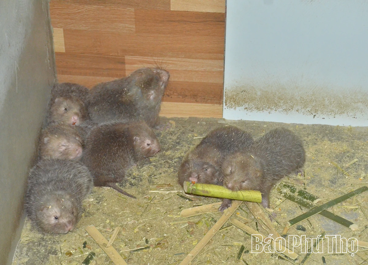 Khởi nghiệp từ nuôi dúi