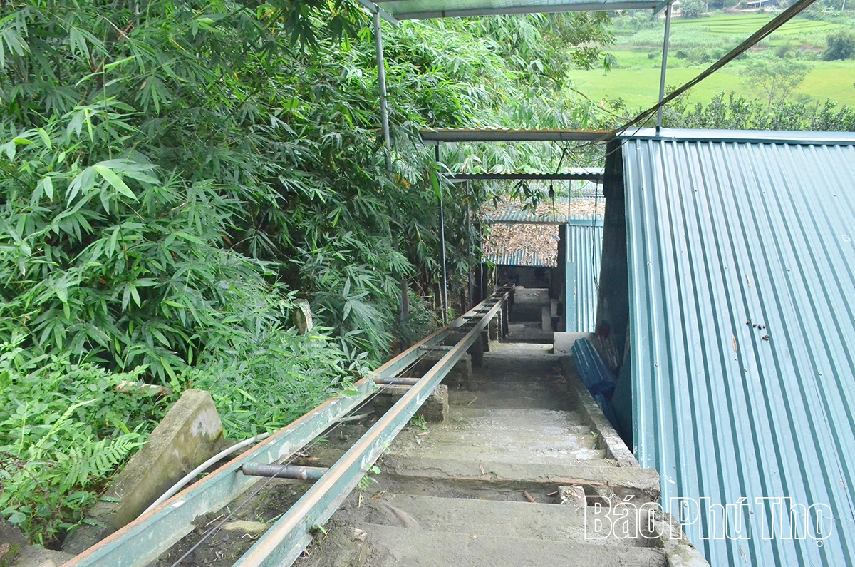 Khởi nghiệp từ nuôi dúi