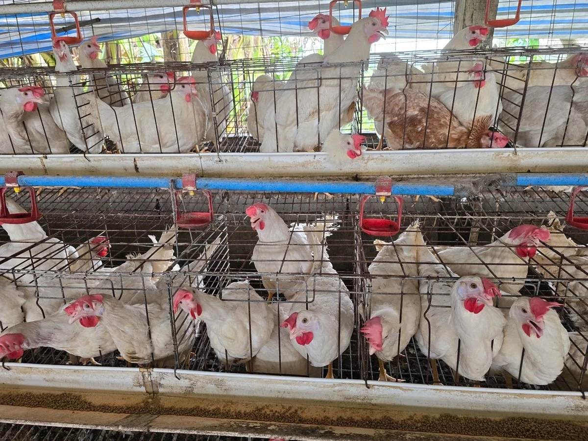 Nuôi gà đẻ công nghệ thông minh, lãi tiền tỷ mỗi lứa