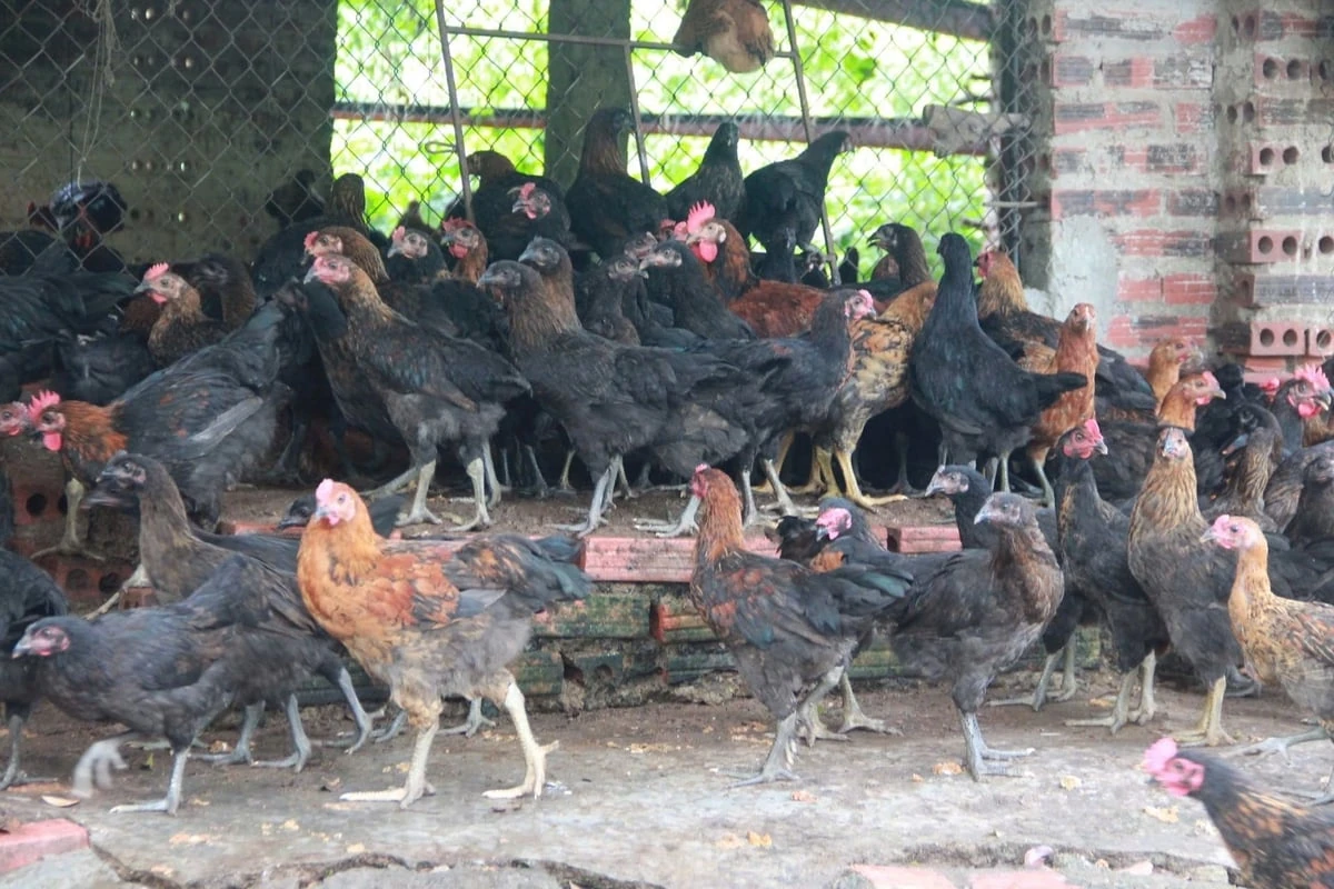 Nuôi gà đẻ công nghệ thông minh, lãi tiền tỷ mỗi lứa