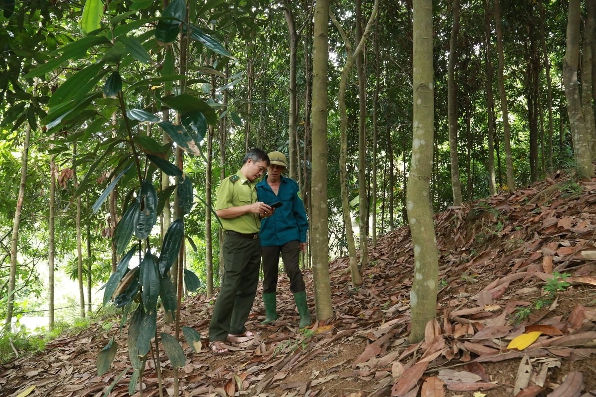 Mã số vùng trồng mở đường lớn cho lâm sản Lào Cai