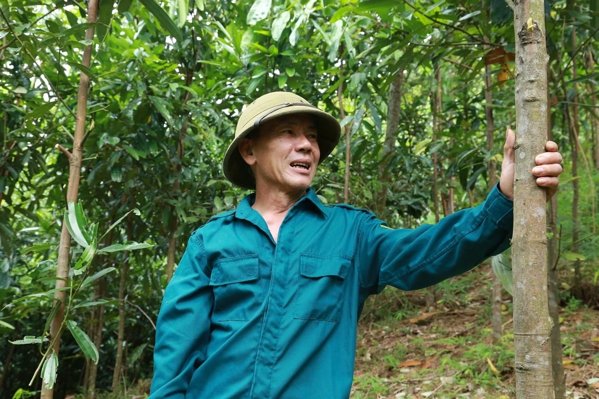 Mã số vùng trồng mở đường lớn cho lâm sản Lào Cai