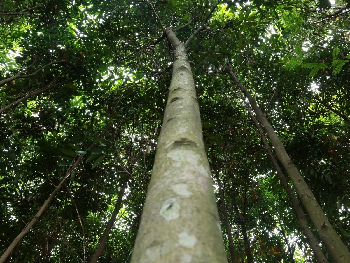 Mã số vùng trồng mở đường lớn cho lâm sản Lào Cai