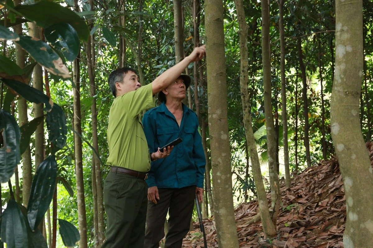 Mã số vùng trồng mở đường lớn cho lâm sản Lào Cai