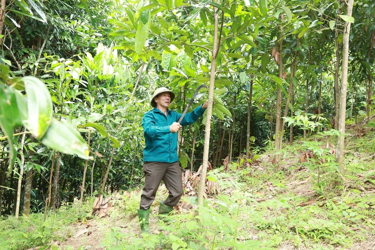 Mã số vùng trồng mở đường lớn cho lâm sản Lào Cai
