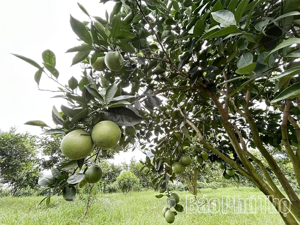 Kỳ 1 - Thời hoàng kim - Những mùa vàng rực rỡ