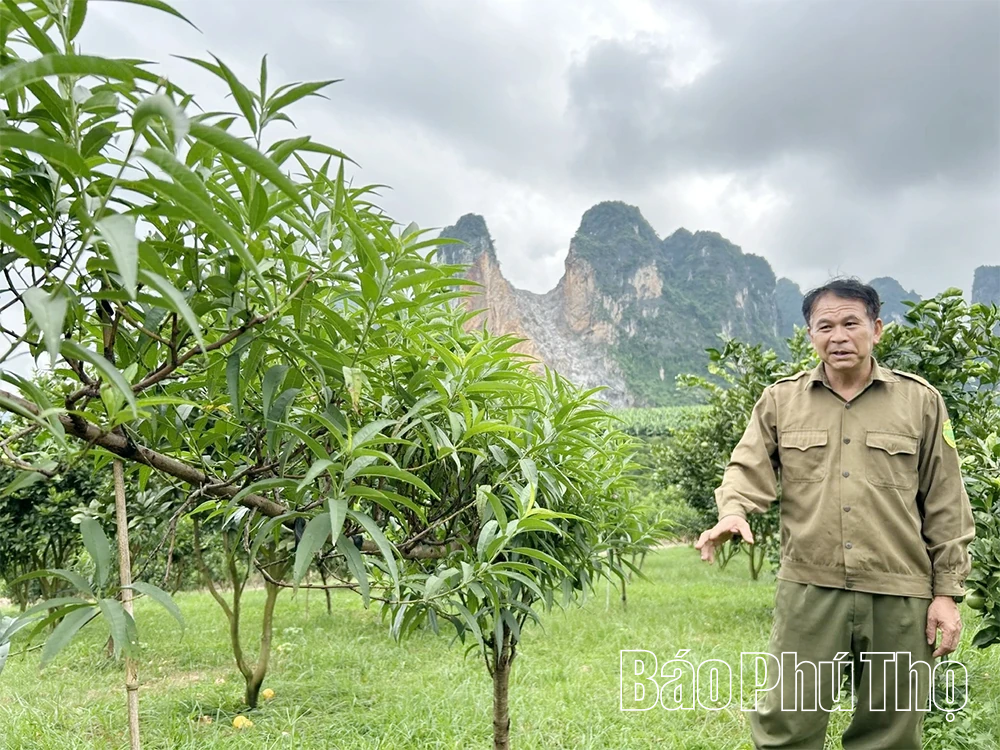 Kỳ 1 - Thời hoàng kim - Những mùa vàng rực rỡ