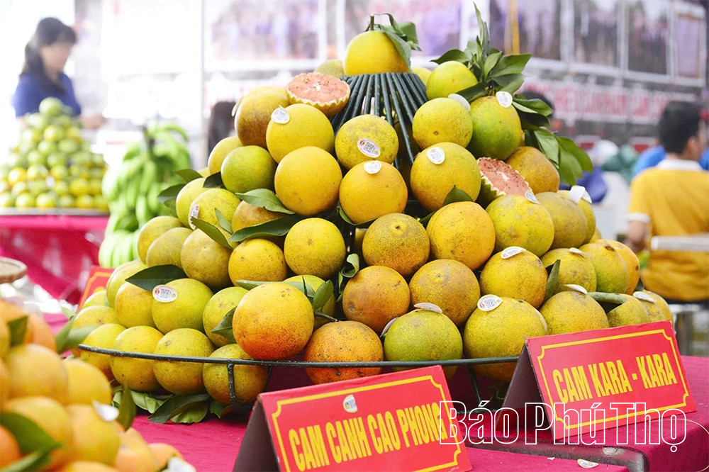 Kỳ 1 - Thời hoàng kim - Những mùa vàng rực rỡ