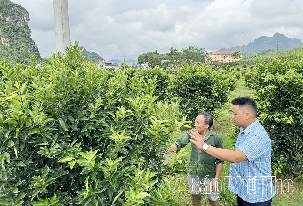 KỲ 2: Khi thủ phủ cam lao đao