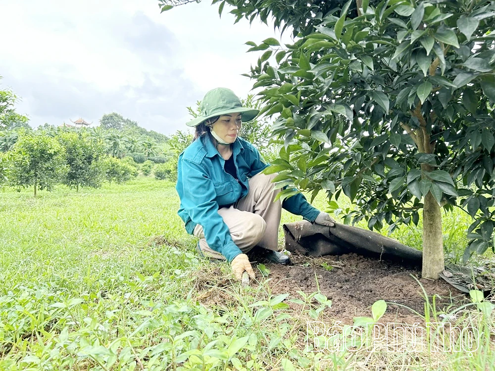 KỲ 2: Khi thủ phủ cam lao đao