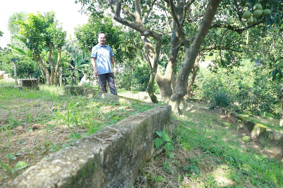 Bưởi Đại Minh tìm lại chỗ đứng từ mô hình canh tác hữu cơ