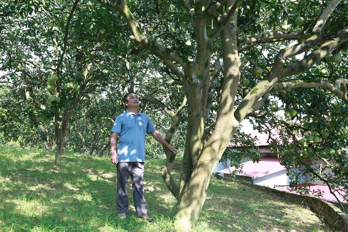 Bưởi Đại Minh tìm lại chỗ đứng từ mô hình canh tác hữu cơ