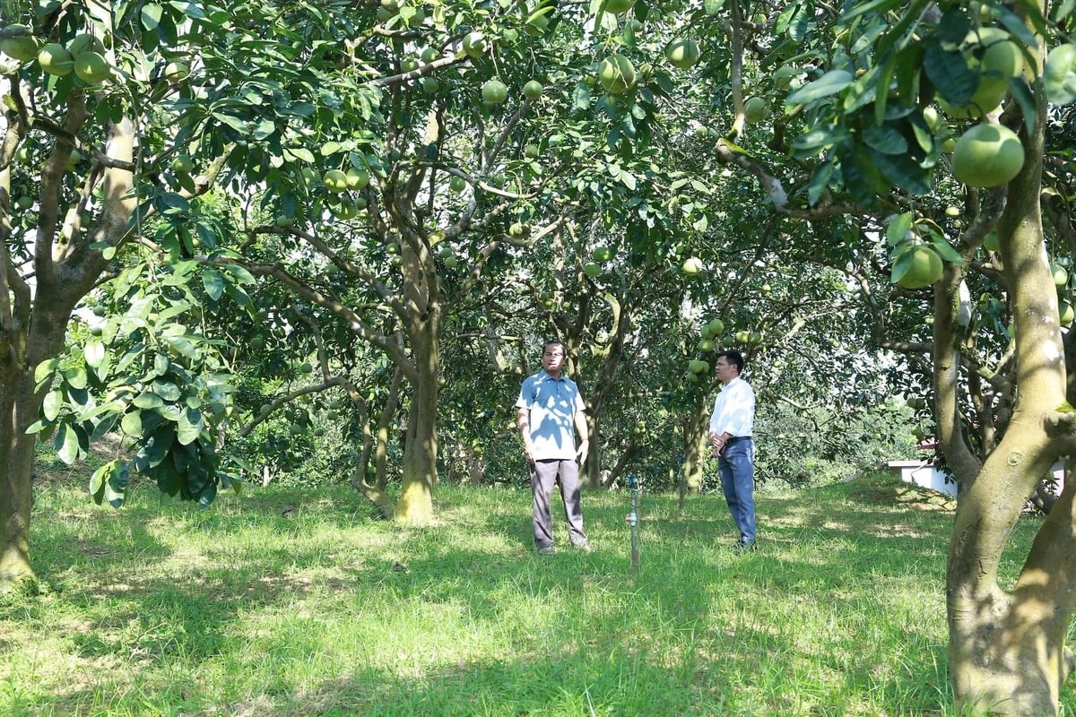 Bưởi Đại Minh tìm lại chỗ đứng từ mô hình canh tác hữu cơ