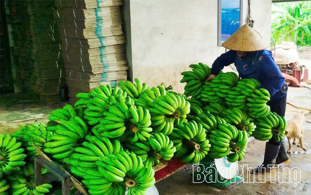 Chuỗi giá trị nông sản - thực phẩm vì phát triển nông nghiệp bền vững