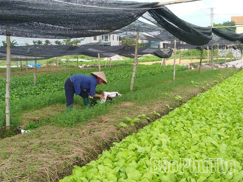 Chuỗi giá trị nông sản - thực phẩm vì phát triển nông nghiệp bền vững