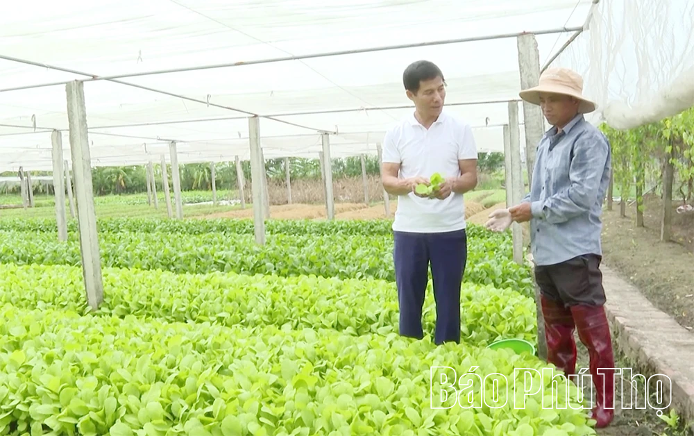 Phát triển nông nghiệp hữu cơ, tăng giá trị sản phẩm