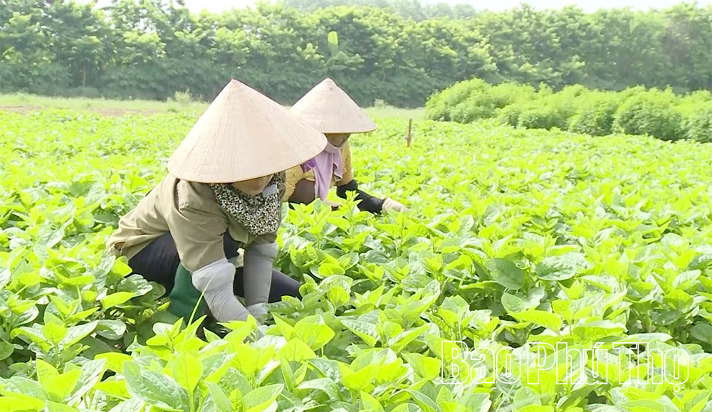 Phát triển nông nghiệp hữu cơ, tăng giá trị sản phẩm