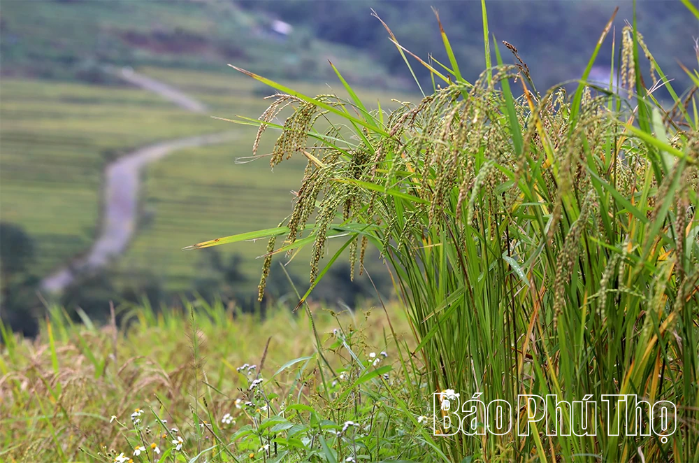 Miền Đồi thơ mộng