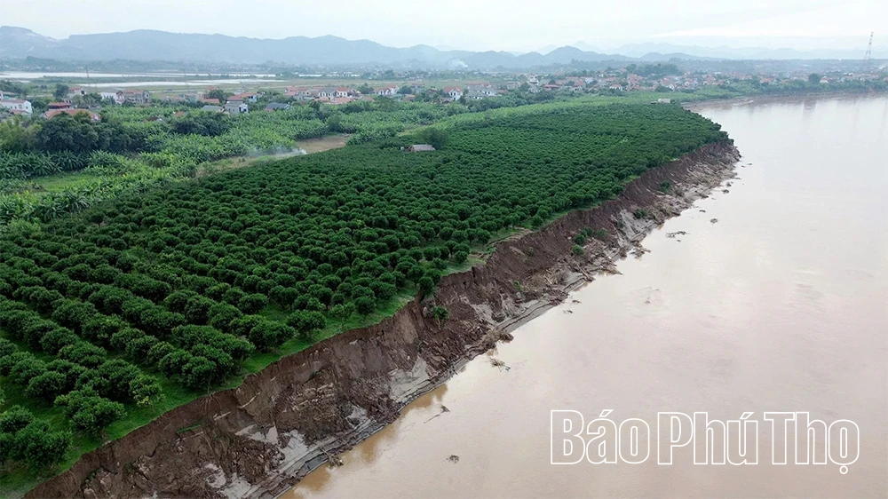 Cấp bách “cứu” các điểm sạt lở bờ, vở sông Hồng