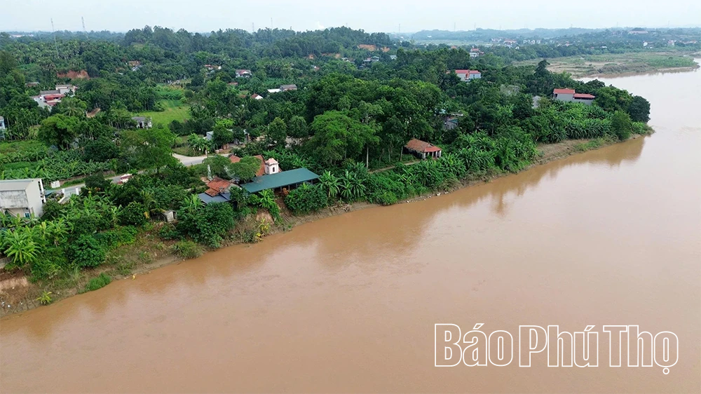 Cấp bách “cứu” các điểm sạt lở bờ, vở sông Hồng