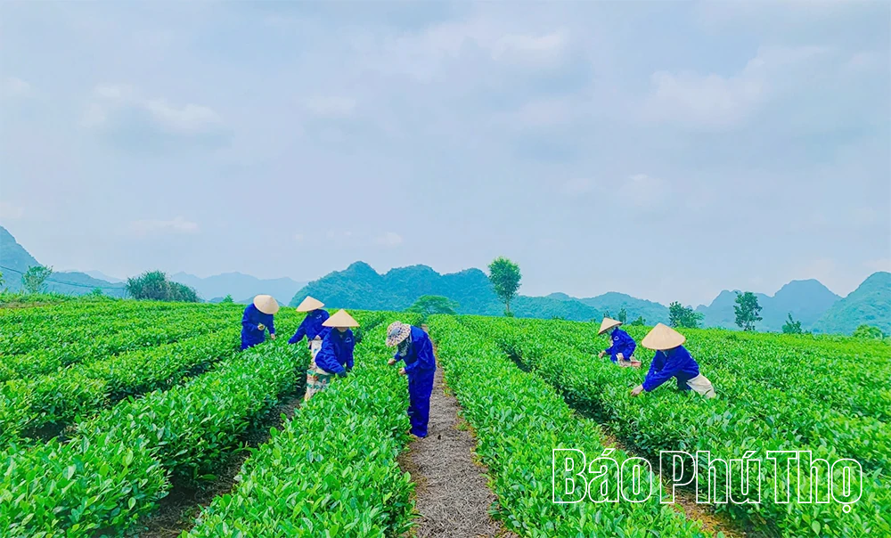 Chè Búp xanh Yên Thủy – đậm đà hương vị núi rừng Trường Sơn