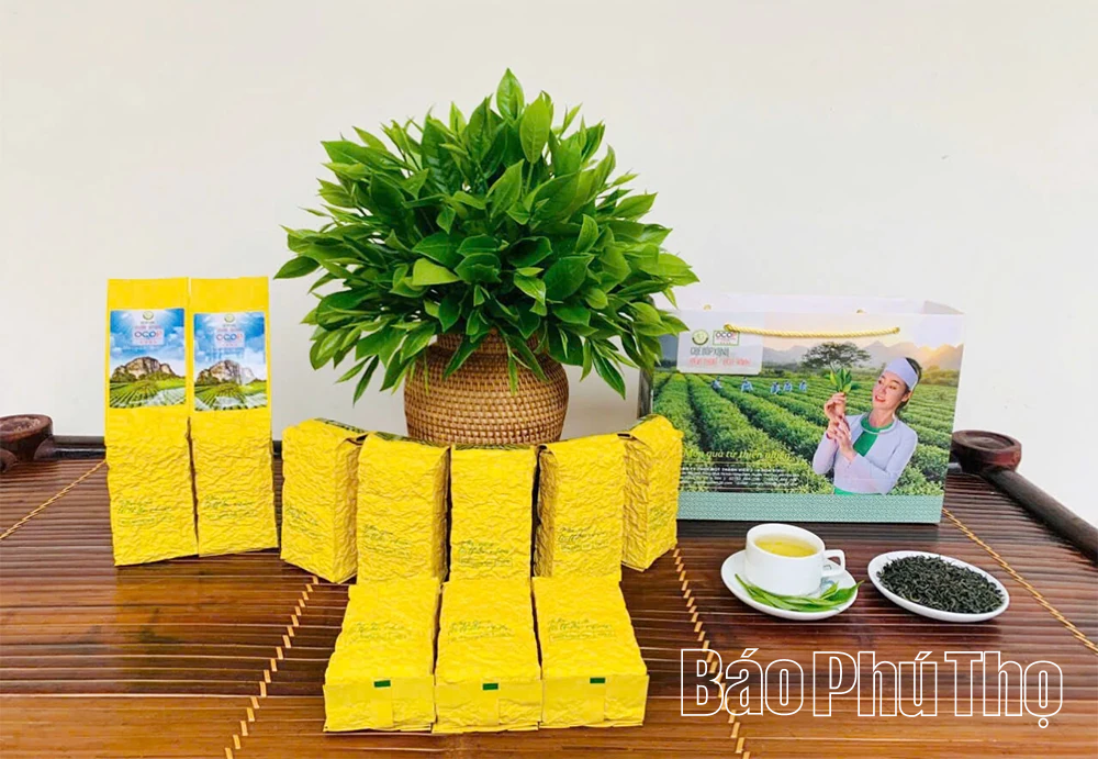 Chè Búp xanh Yên Thủy – đậm đà hương vị núi rừng Trường Sơn