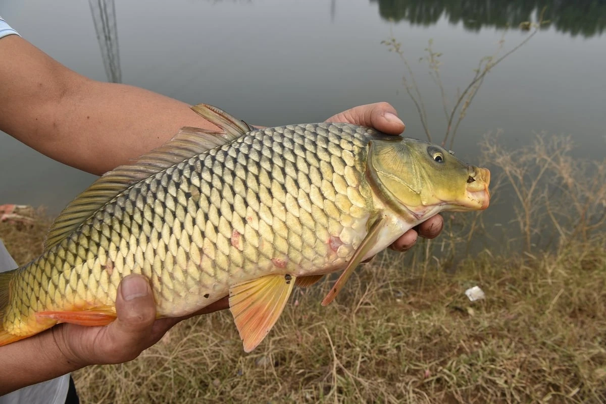 Độc đáo mô hình cá khách ở Quốc Oai