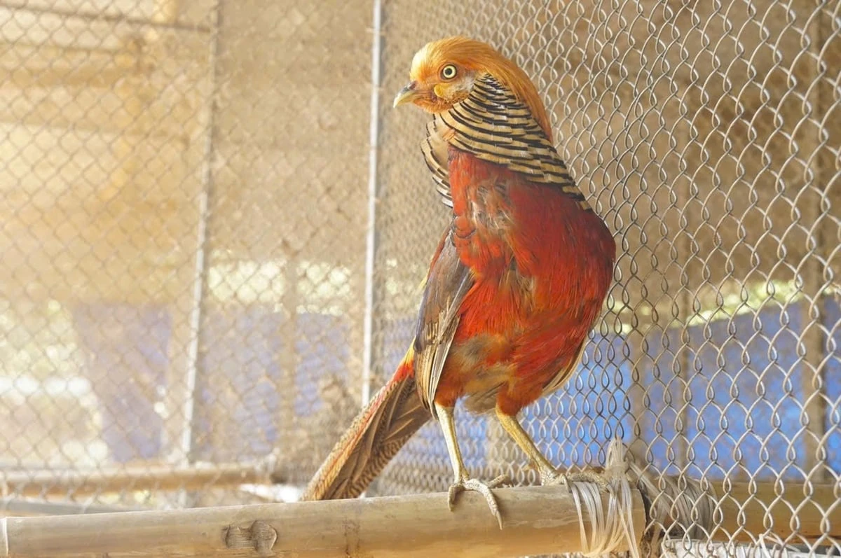 Lãi tiền tỷ mỗi năm nhờ nuôi chim trĩ trên vùng trung du