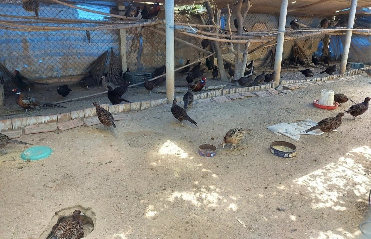 Lãi tiền tỷ mỗi năm nhờ nuôi chim trĩ trên vùng trung du