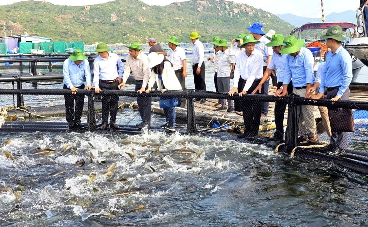 Nuôi biển công nghệ cao: Khai mở tiềm năng, vượt thách thức