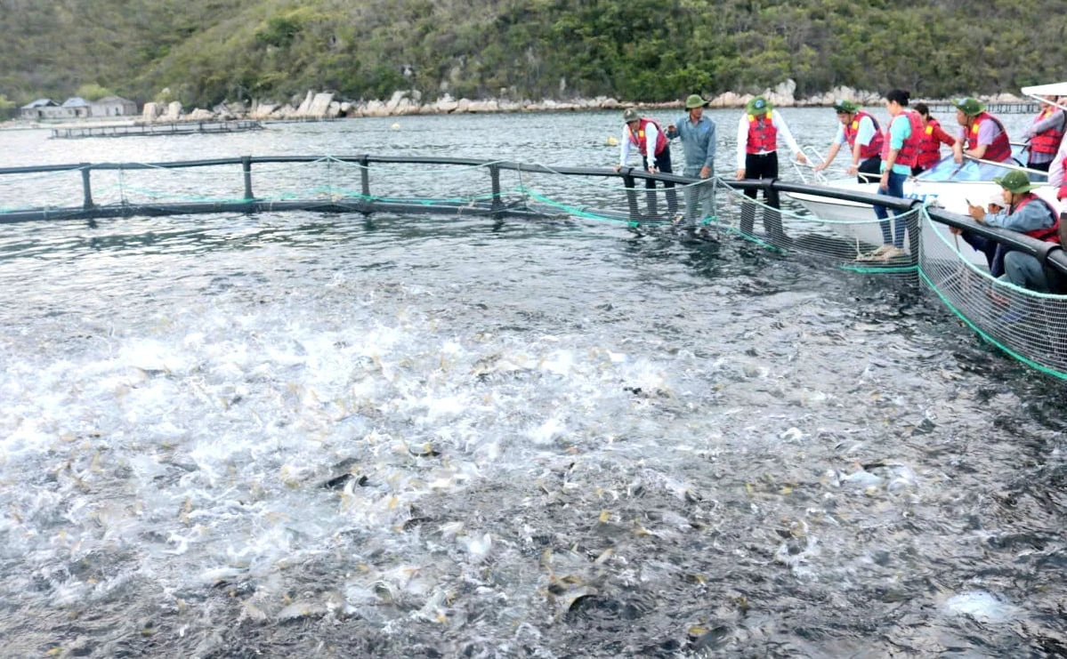 Nuôi biển công nghệ cao: Khai mở tiềm năng, vượt thách thức