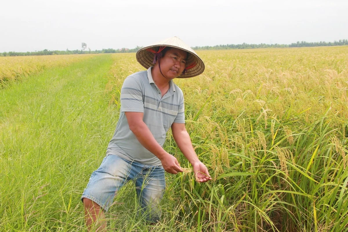 Nhạc trưởng của những cánh đồng mẫu lớn tại Hải Phòng