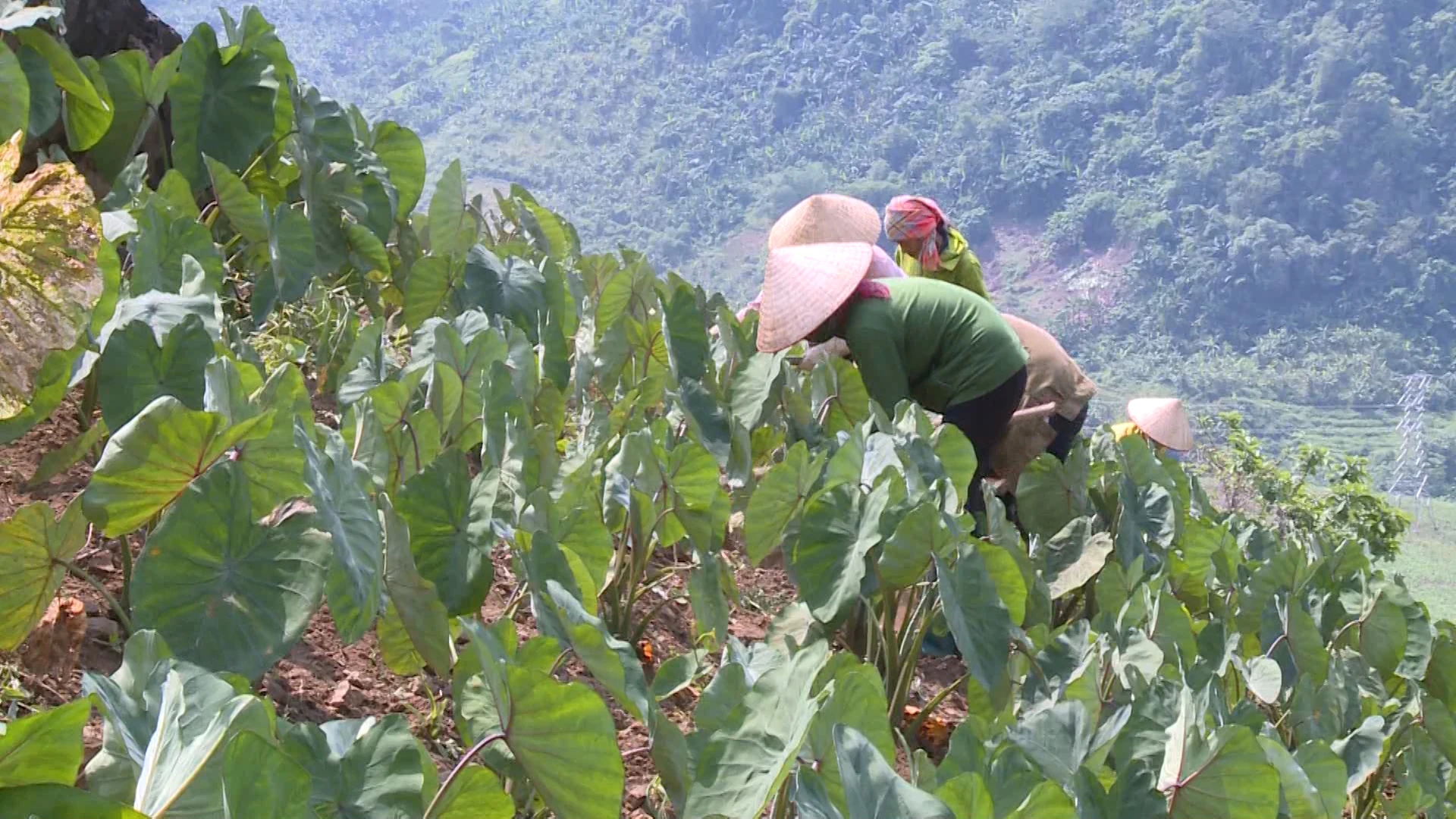 Xã Sì Lở Lầu: Canh tác thích ứng với biến đổi khí hậu