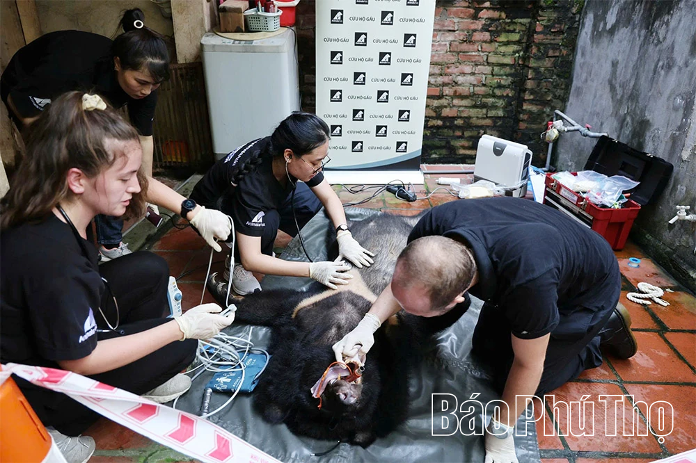 Hành trình hồi sinh các cá thể Gấu tại Tam Đảo