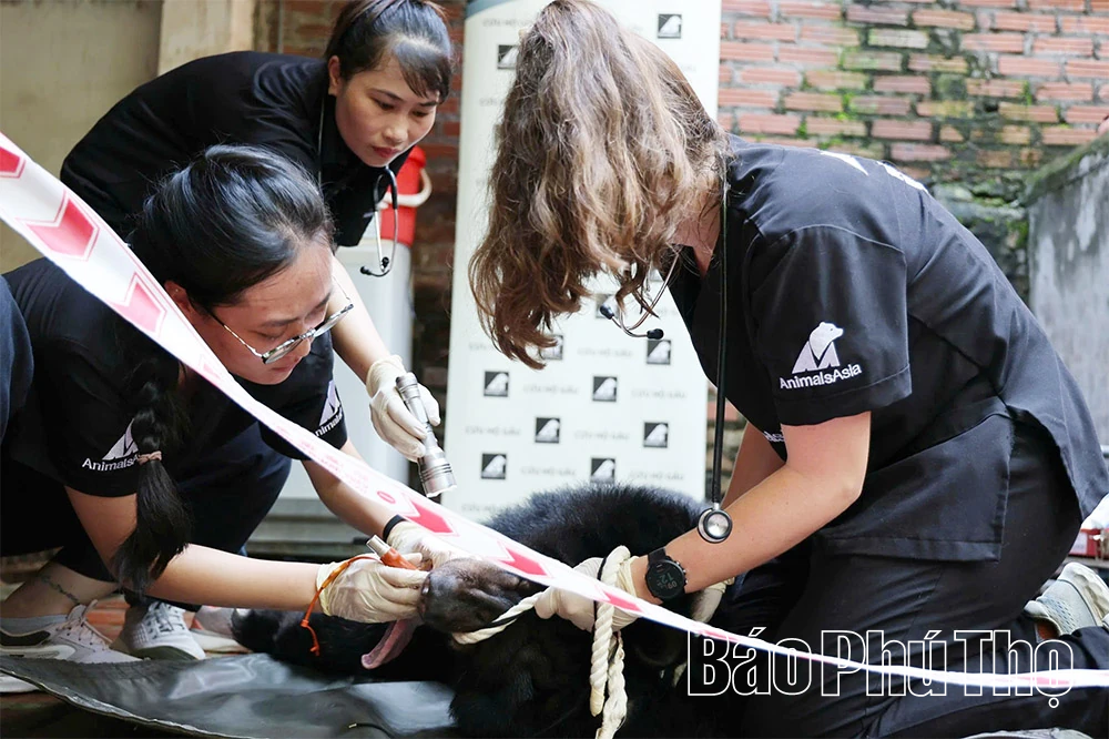 Hành trình hồi sinh các cá thể Gấu tại Tam Đảo