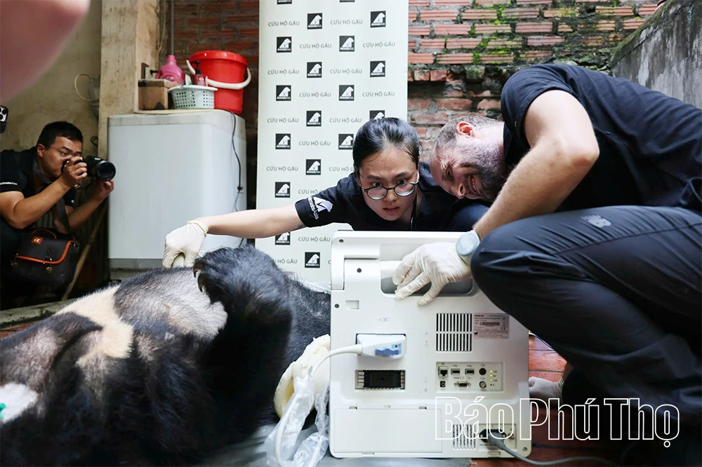 Hành trình hồi sinh các cá thể Gấu tại Tam Đảo