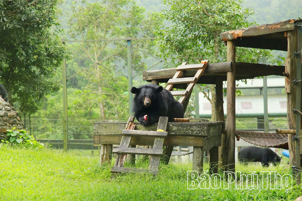 Hành trình hồi sinh các cá thể Gấu tại Tam Đảo