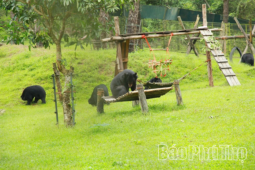 Hành trình hồi sinh các cá thể Gấu tại Tam Đảo