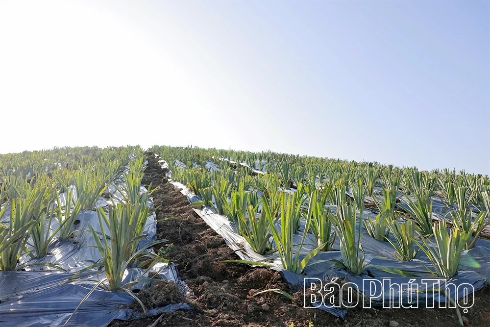 Đất cằn mùa quả ngọt