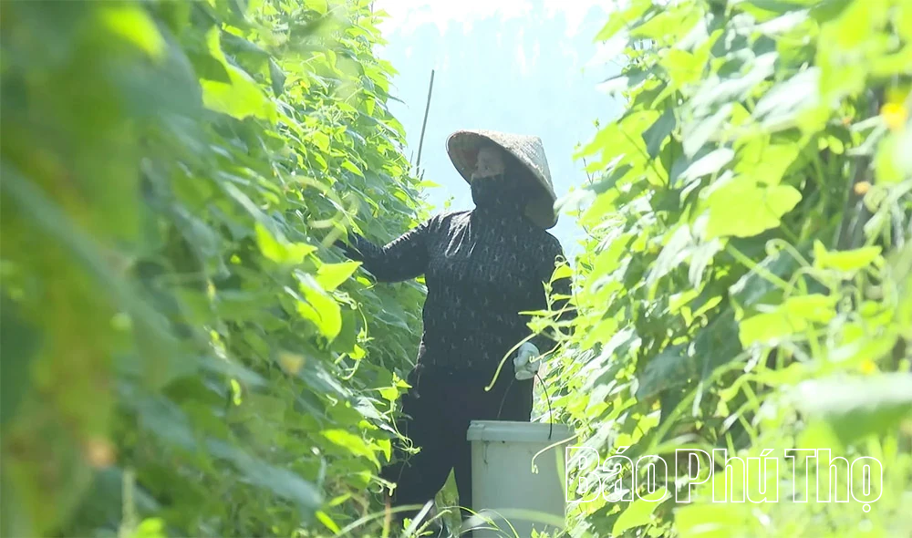 Vai trò của kinh tế tập thể